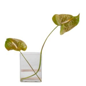 Florero de cristal hidropónico de 210 mm  (1 pieza) Nimes, hecho a mano