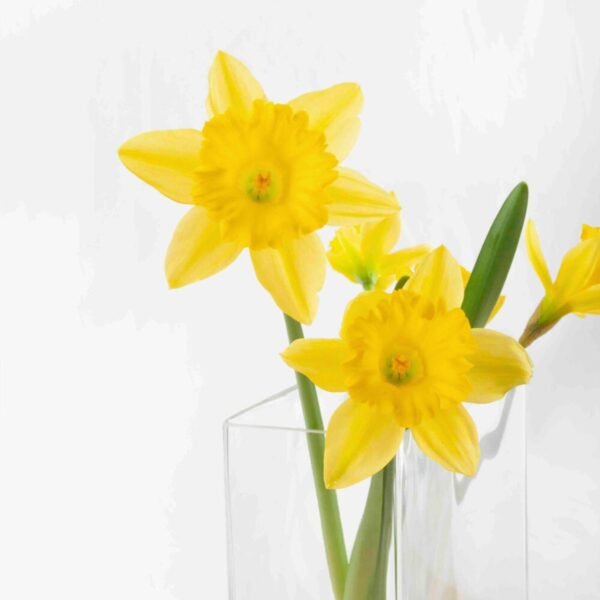 Florero de cristal hidropónico de 180 mm (1 pieza) Nimes, hecho a mano